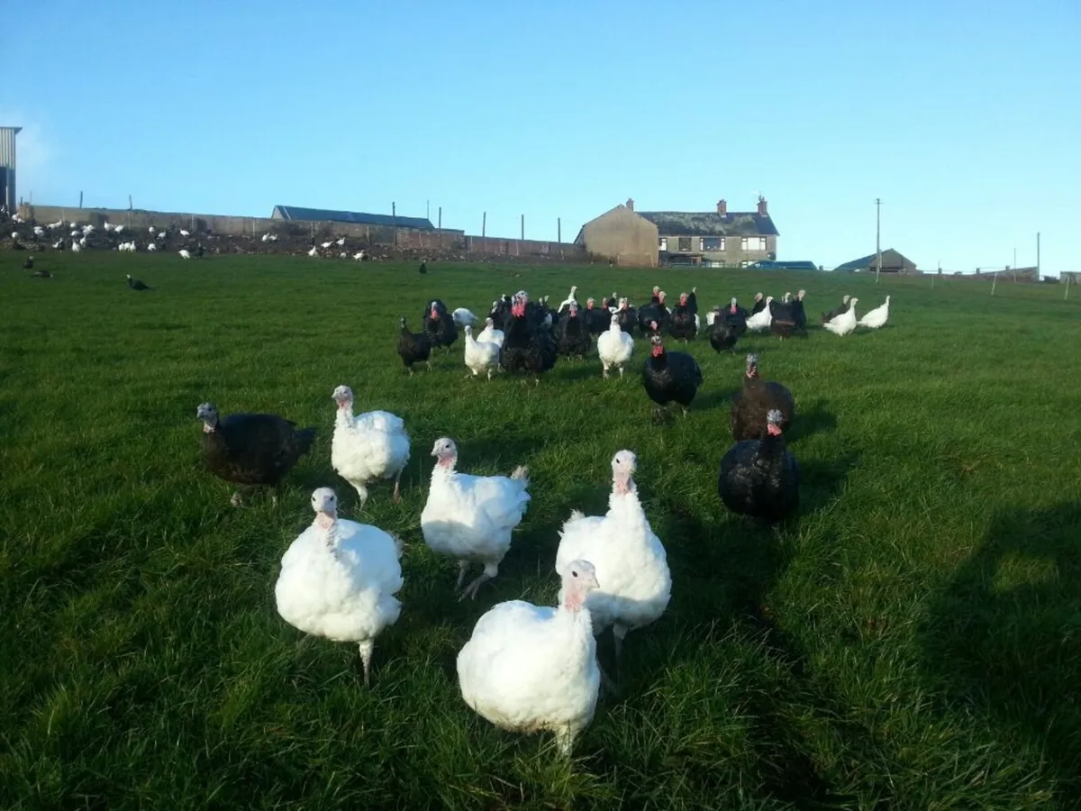 Off heat Turkeys, White, Bronze & Norfolk Black - Image 4