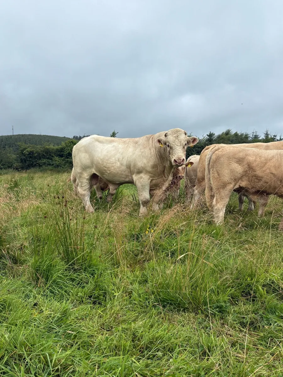 Pbr Charolais Bull - Image 1