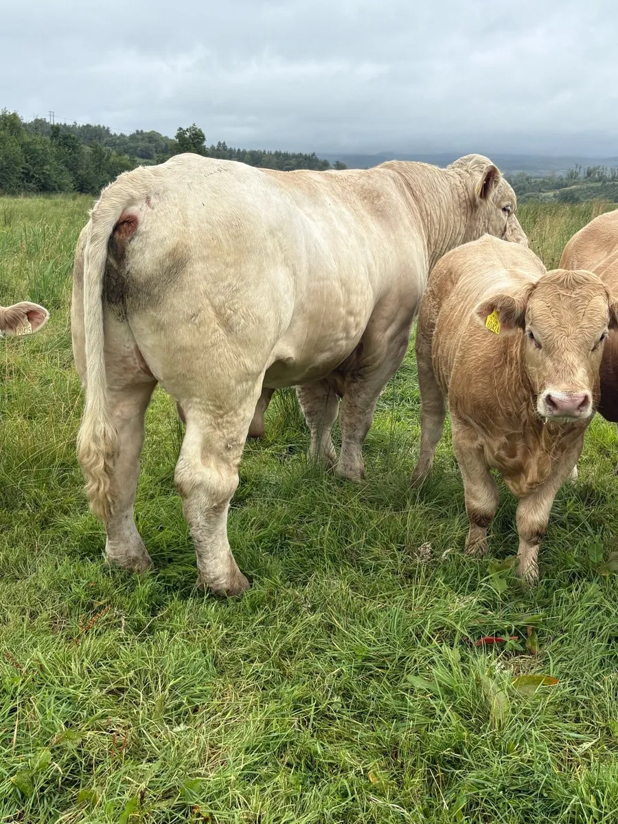 Pbr Charolais Bull - Image 2