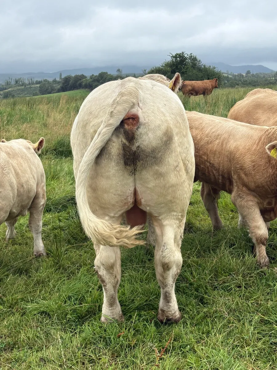 Pbr Charolais Bull - Image 4