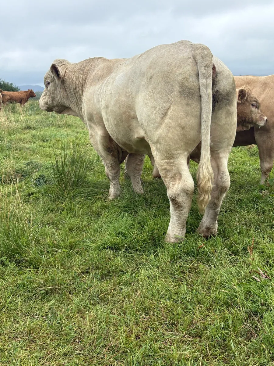 Pbr Charolais Bull - Image 3