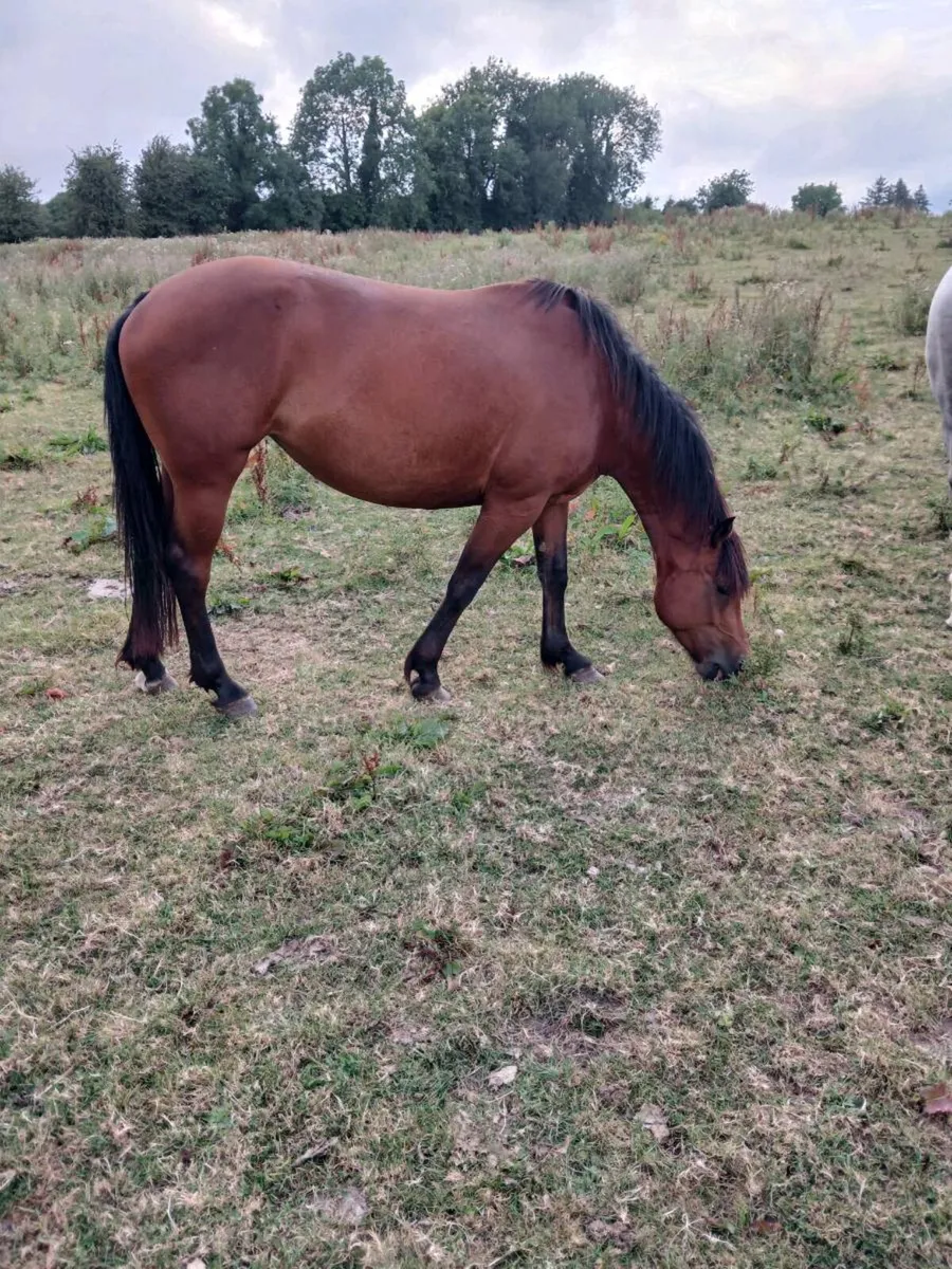 4 year old bay mare - Image 2