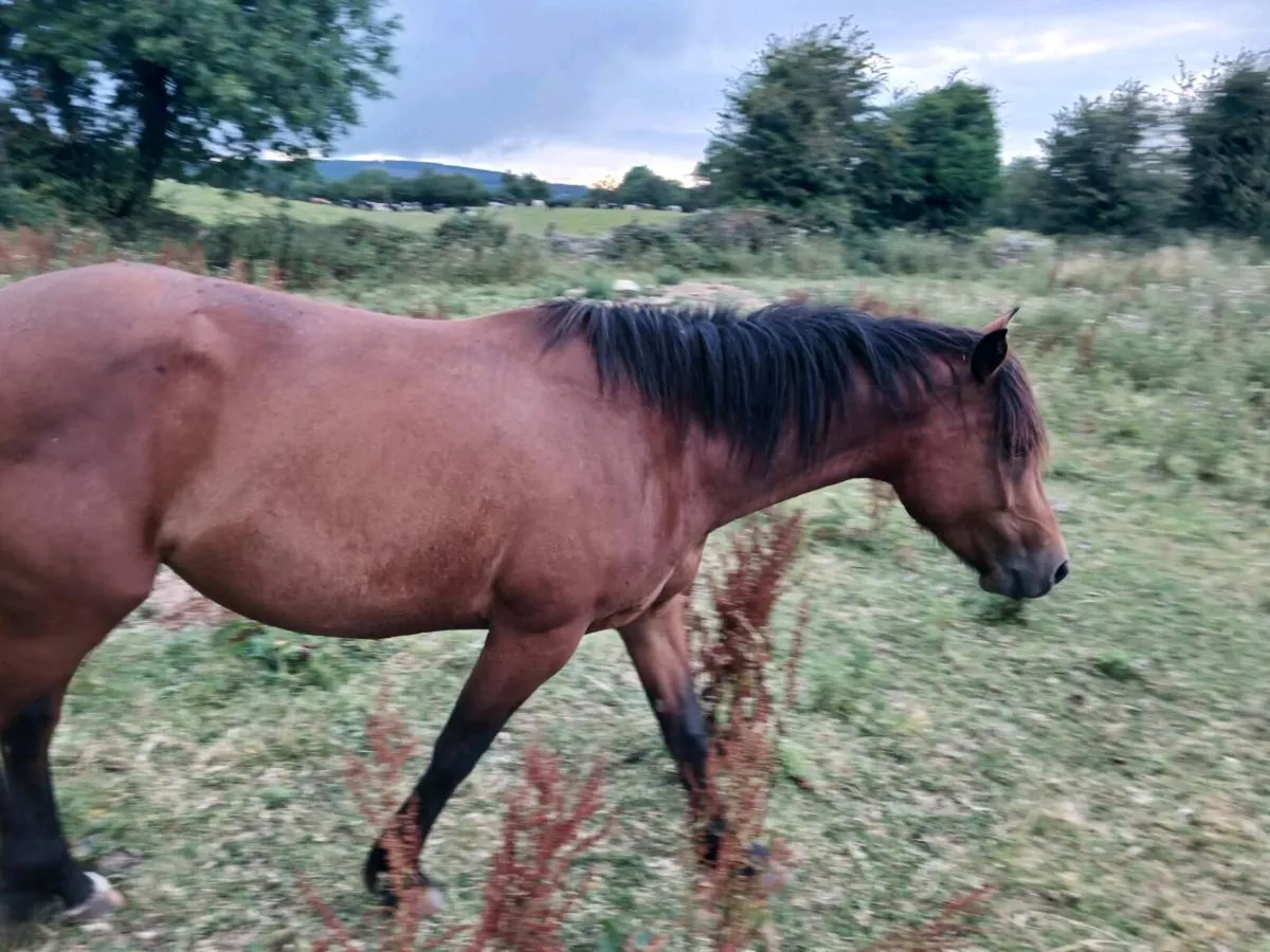 4 year old bay mare - Image 3