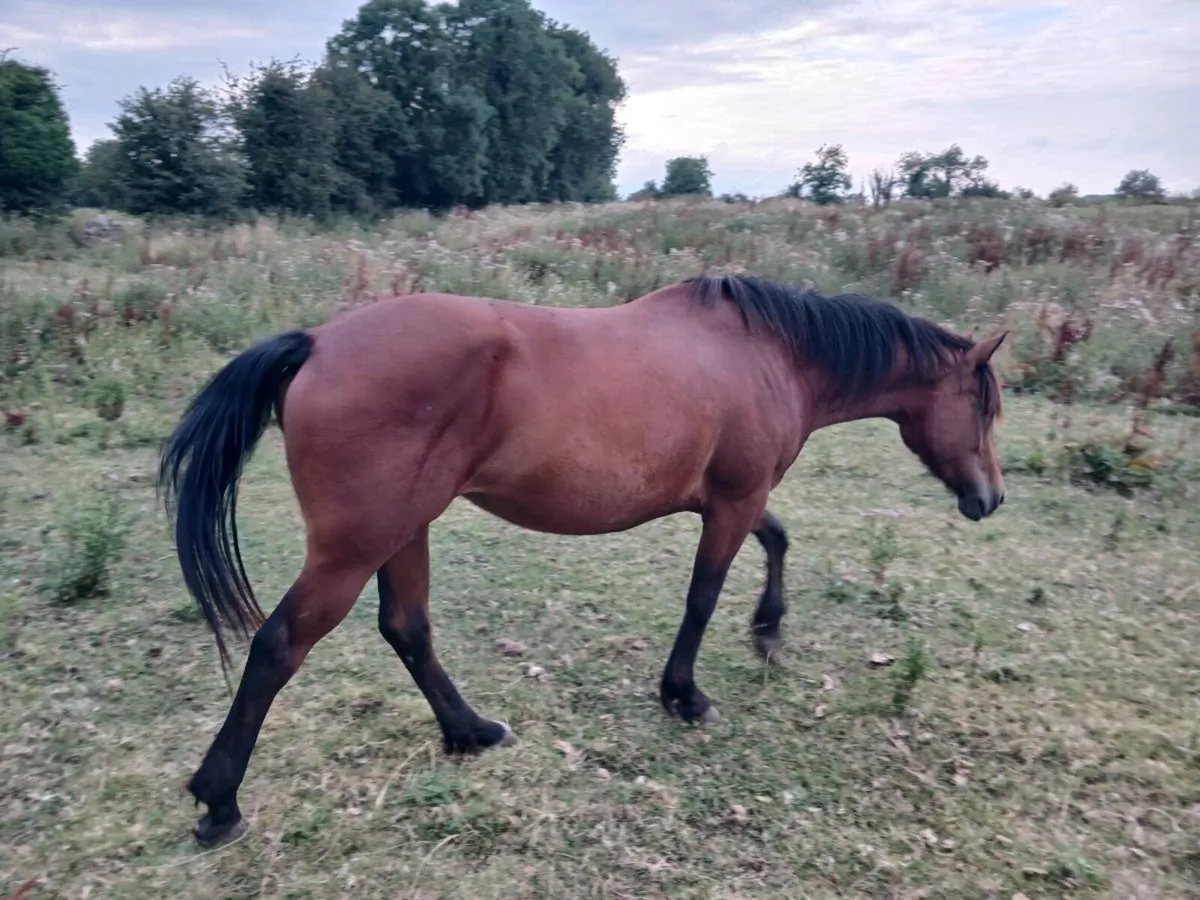 4 year old bay mare - Image 4