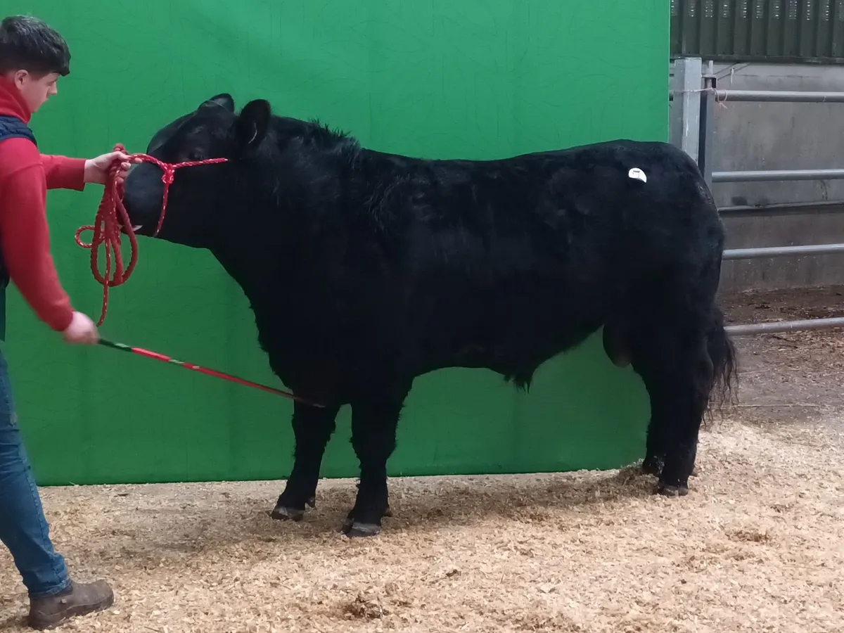 Pedigrees Aberdeen Angus Bull - Image 2
