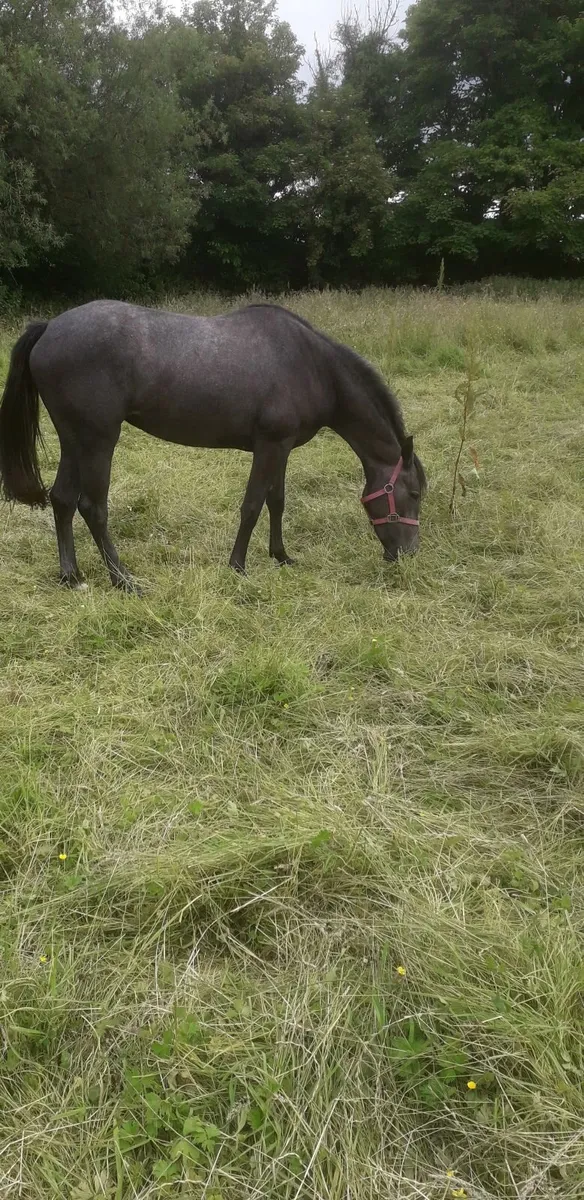 Yearling and 2 year old filly TIH - Image 2