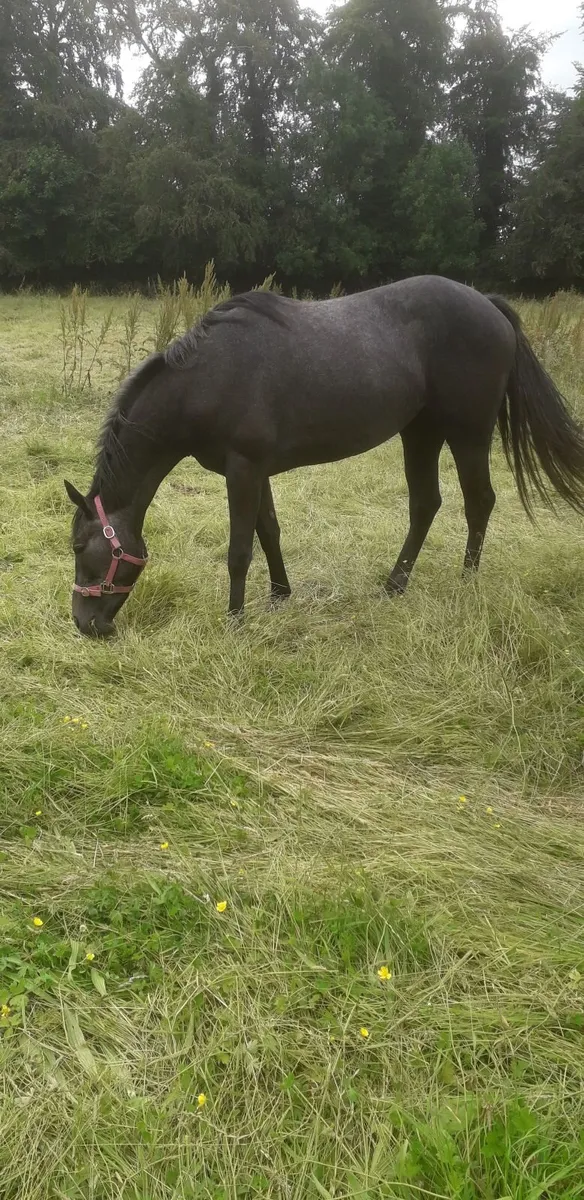 Yearling and 2 year old filly TIH - Image 3