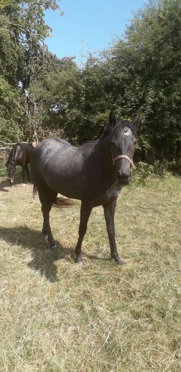 Yearling and 2 year old filly TIH - Image 1