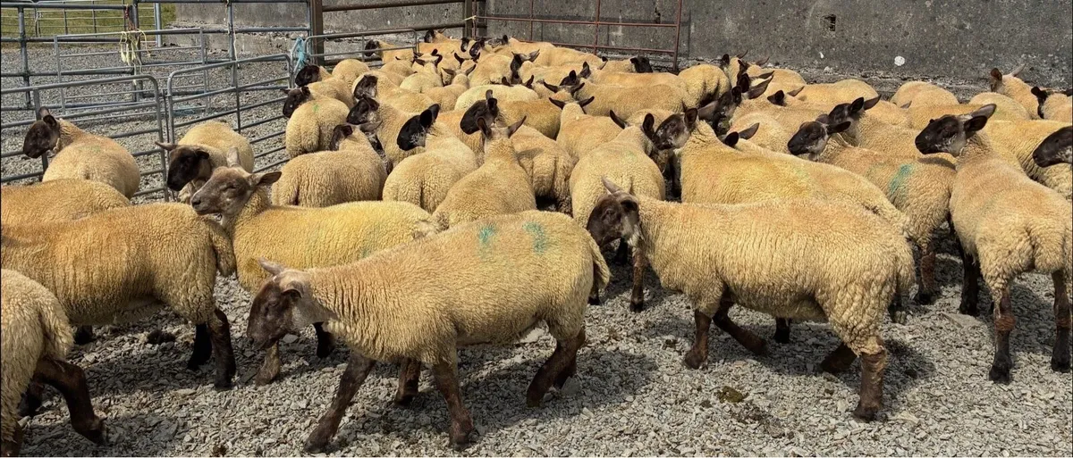 Suffolk ewe lambs - Image 2
