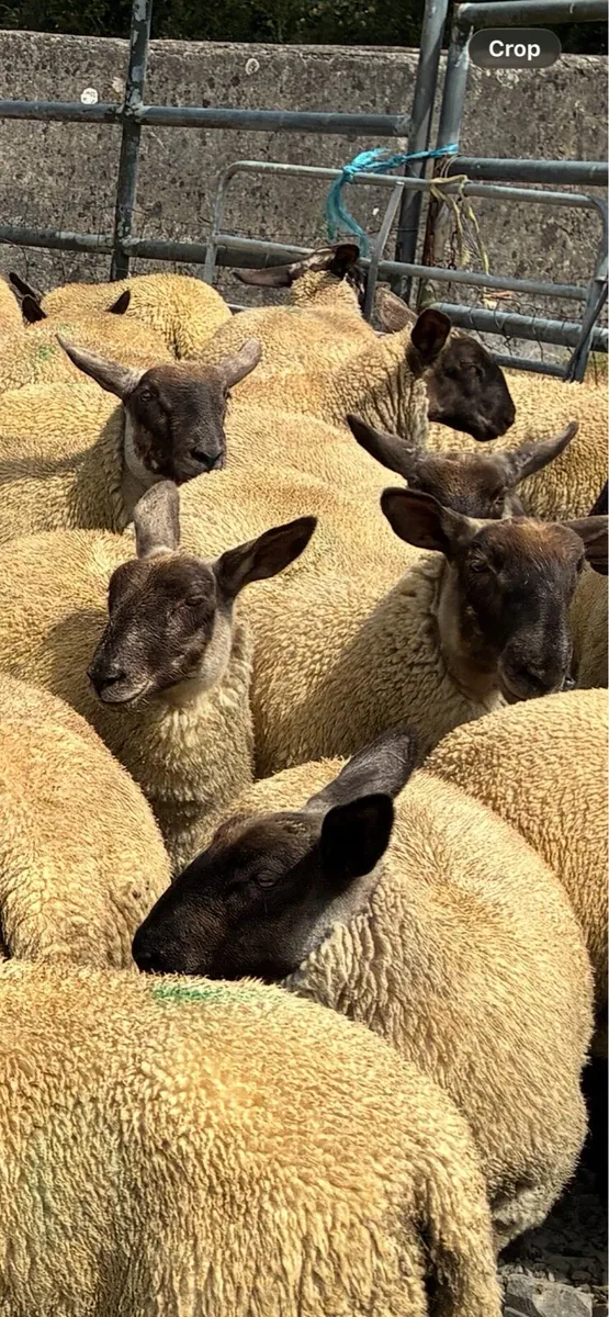 Suffolk ewe lambs - Image 1