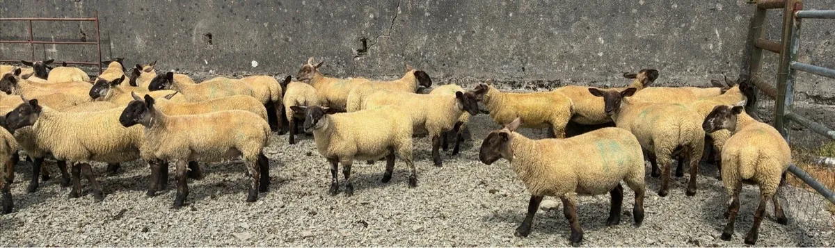 Suffolk ewe lambs - Image 3