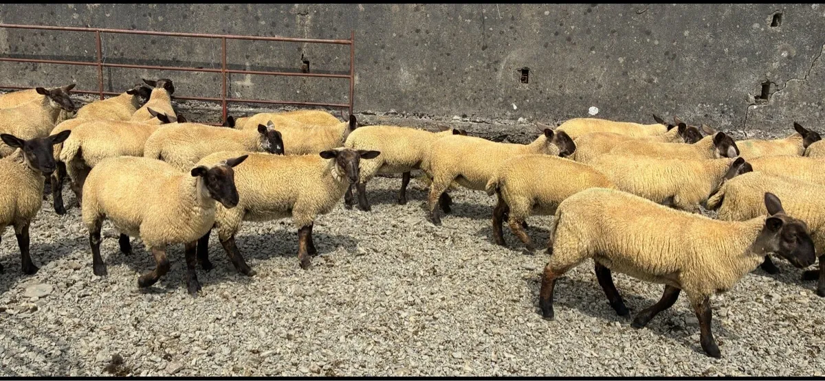 Suffolk ewe lambs - Image 4