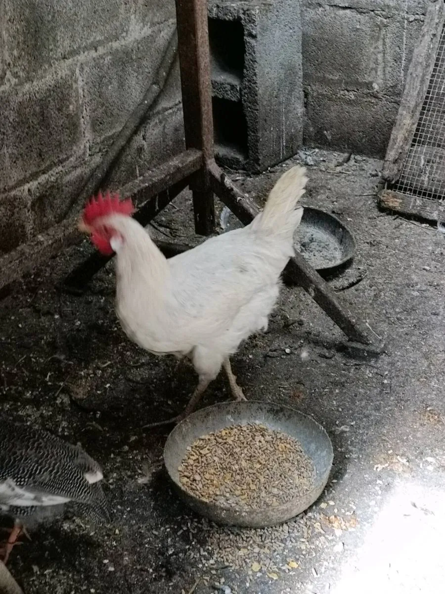 Geese, duck and hens - Image 2