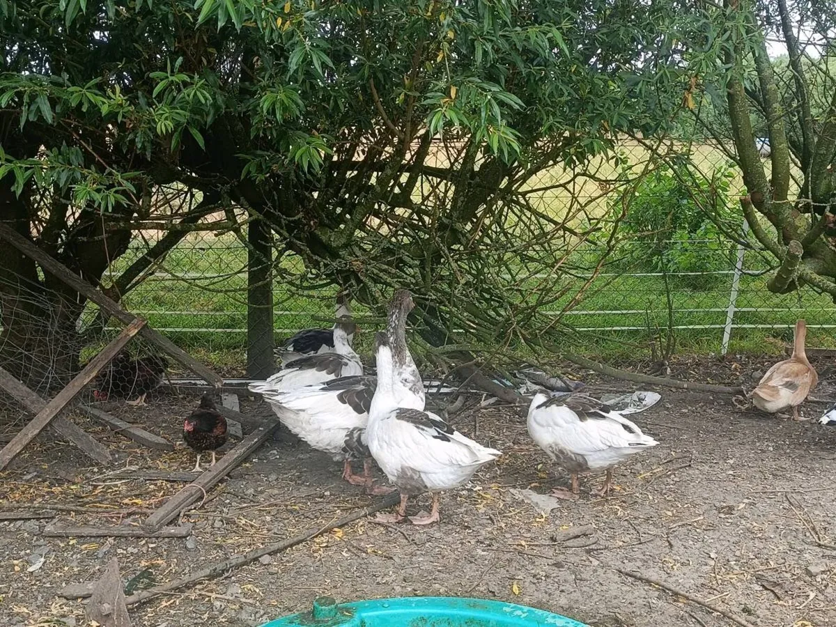 Geese, duck and hens - Image 1