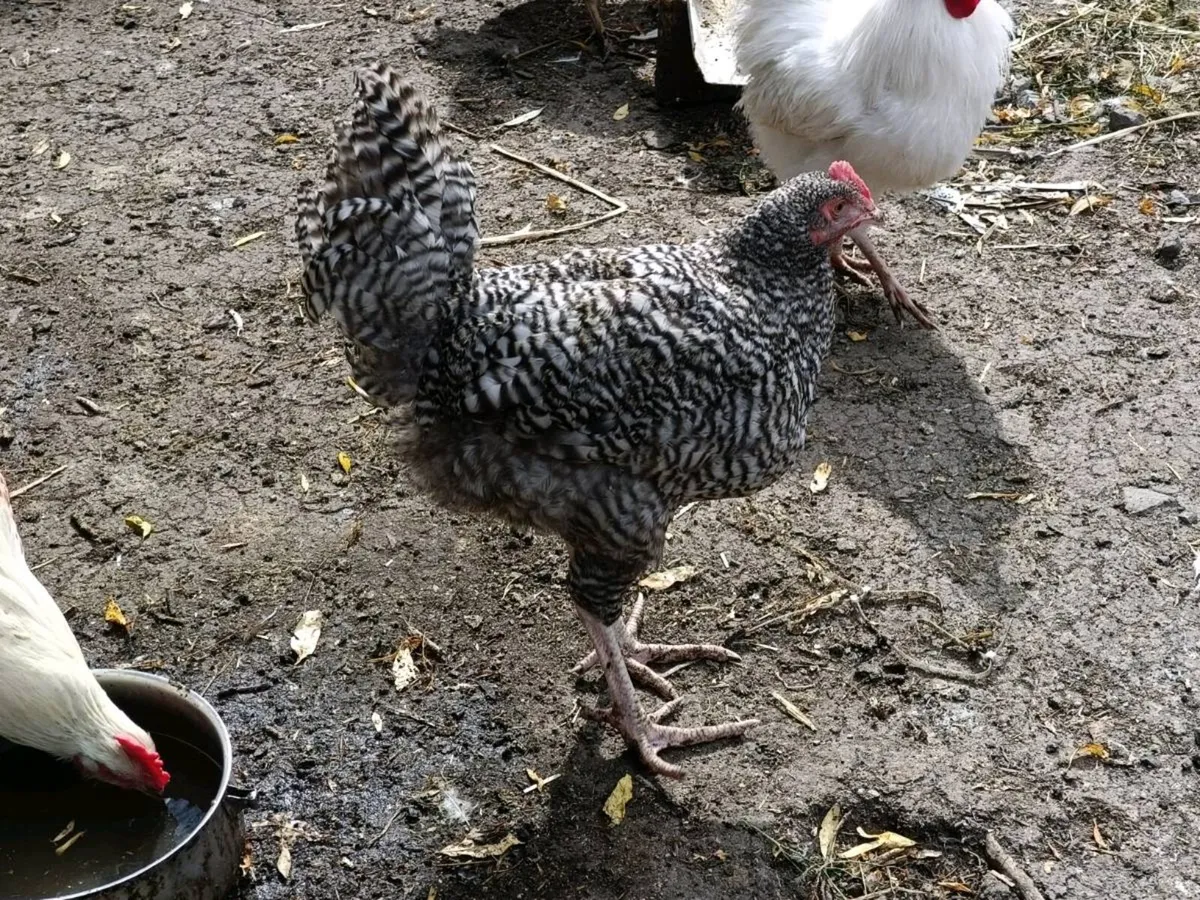 Geese, duck and hens - Image 3