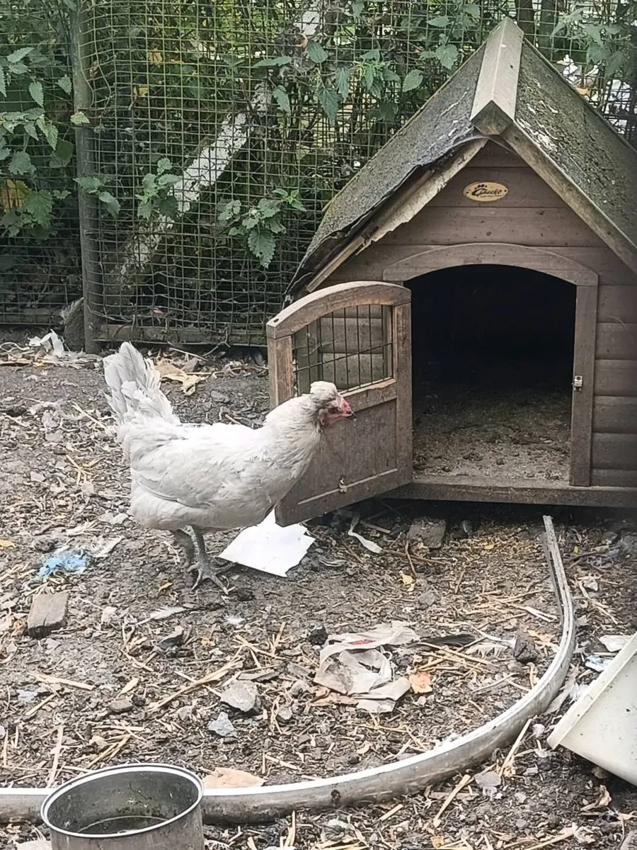 Geese, duck and hens - Image 4