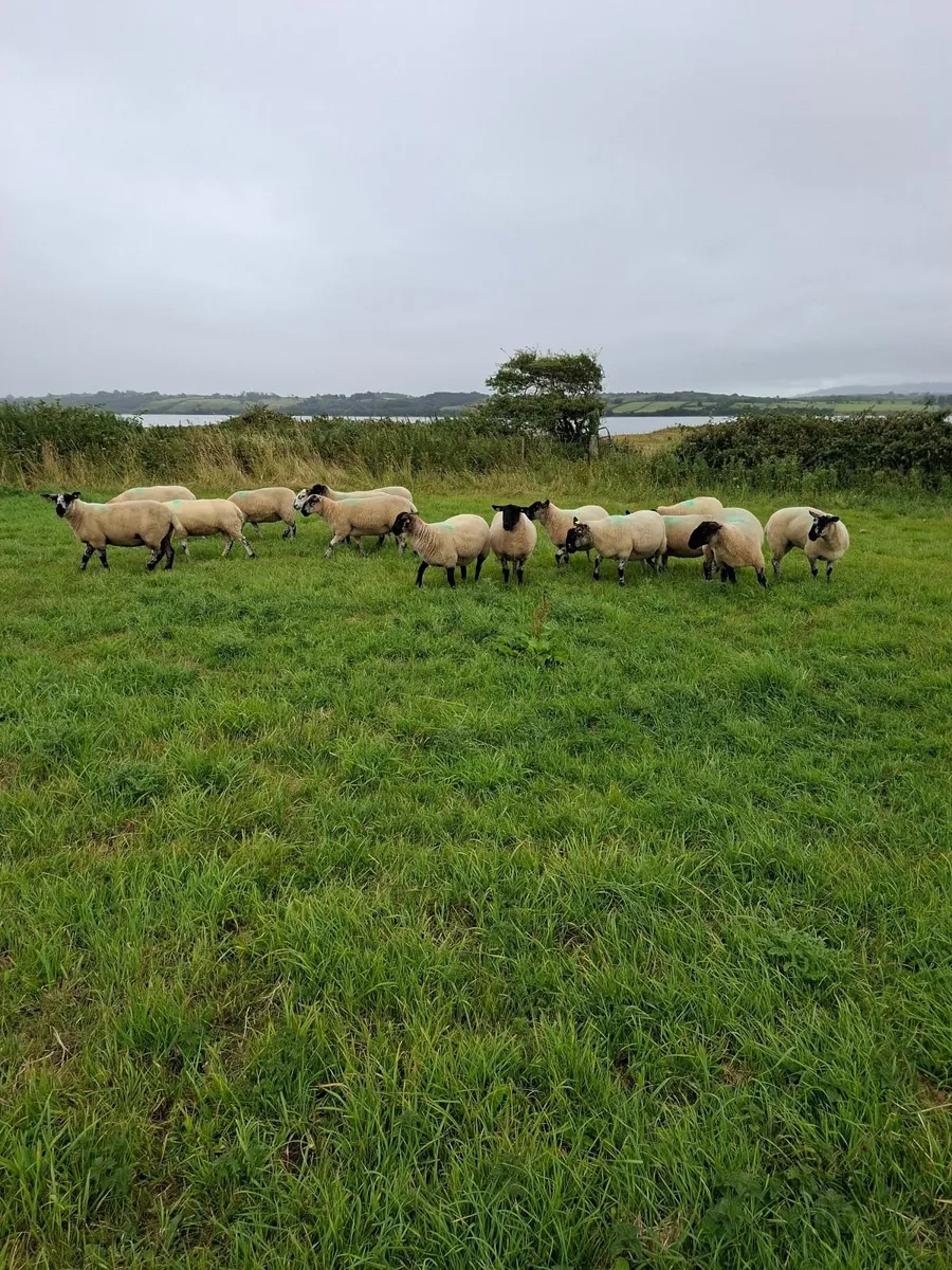 Hoggets - Image 2