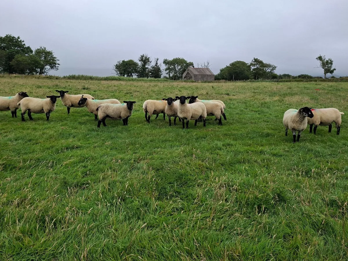 Hoggets - Image 1
