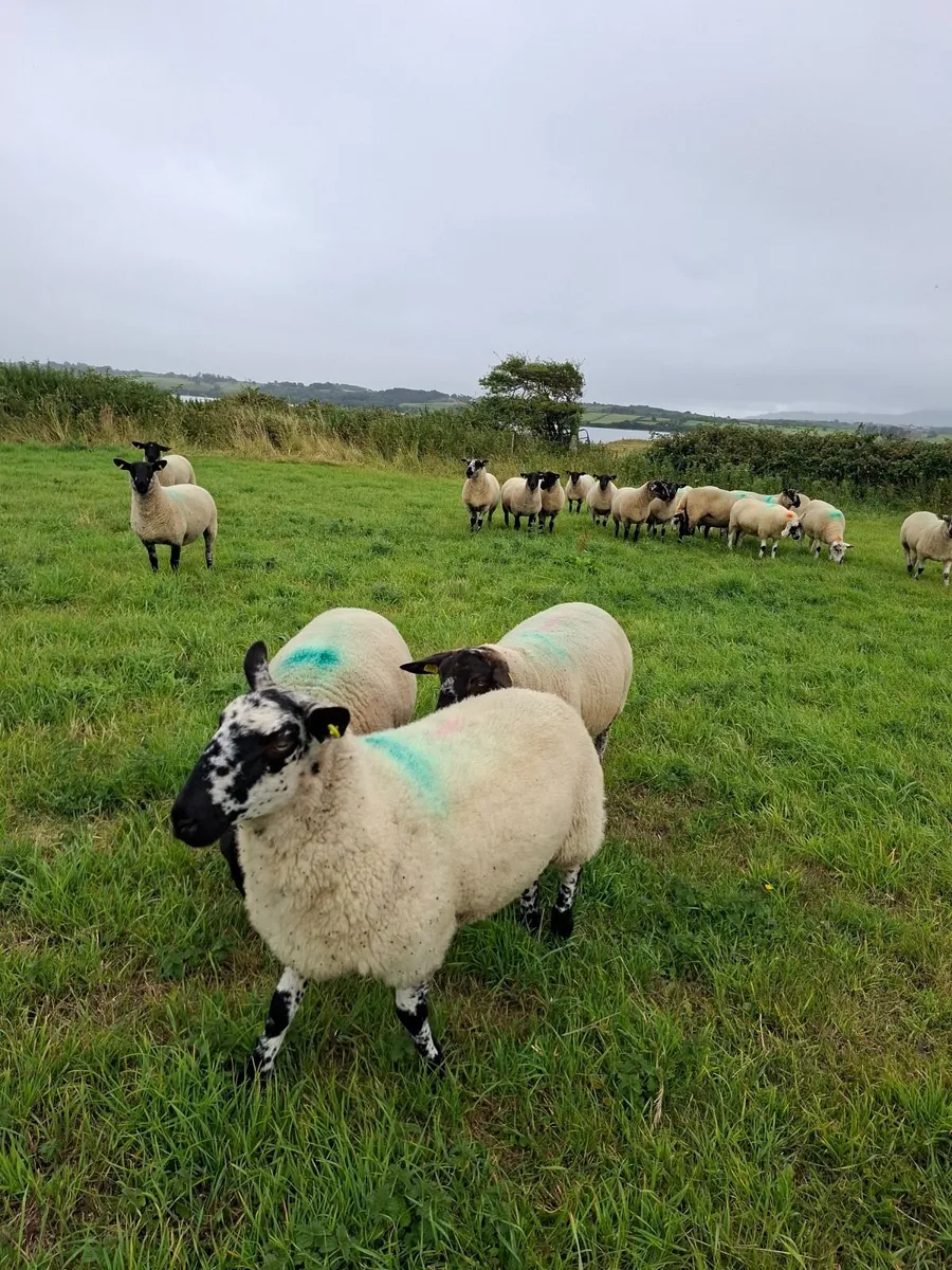 Hoggets - Image 3