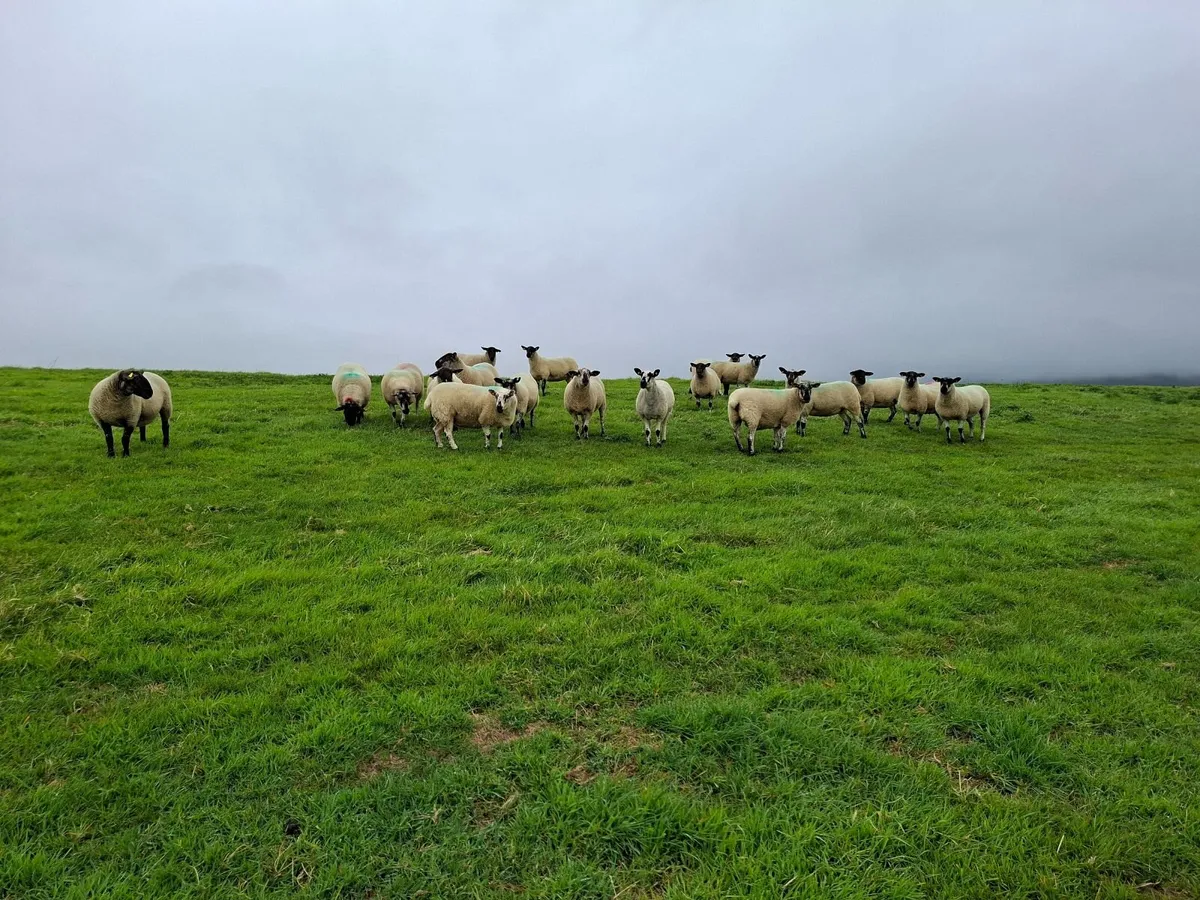 Hoggets - Image 4