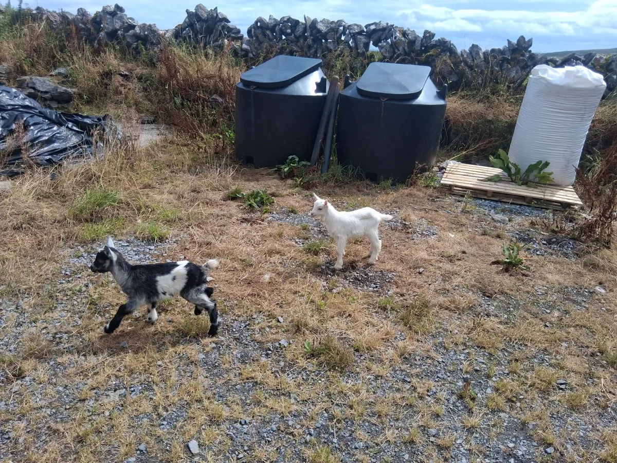 Bottle fed kid goats - Image 2