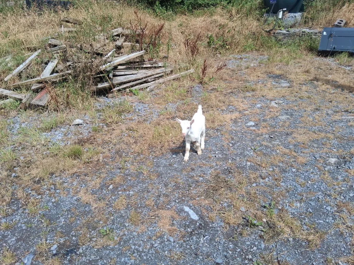 Bottle fed kid goats - Image 3