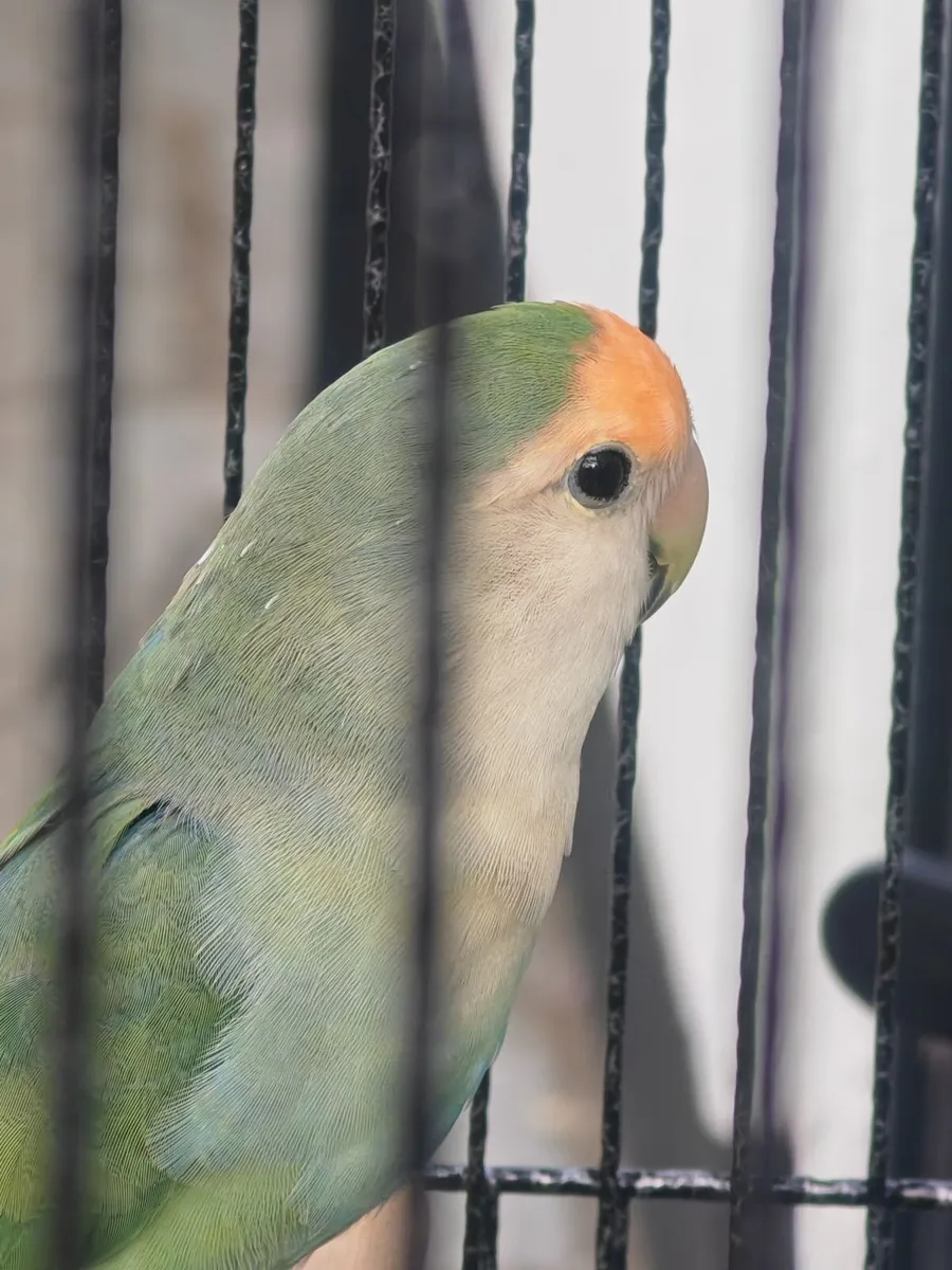 Lovebird - Image 2