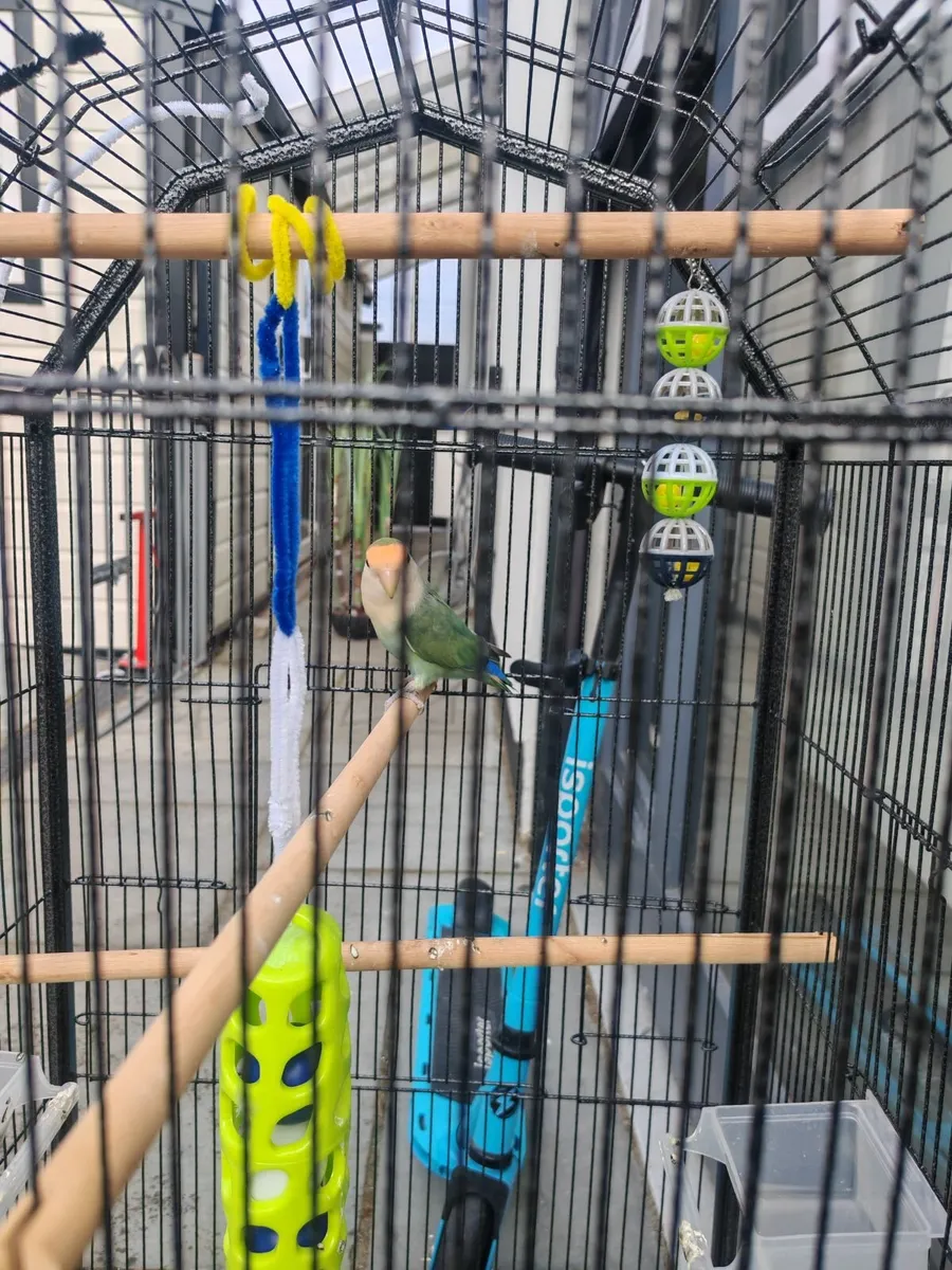 Lovebird - Image 3