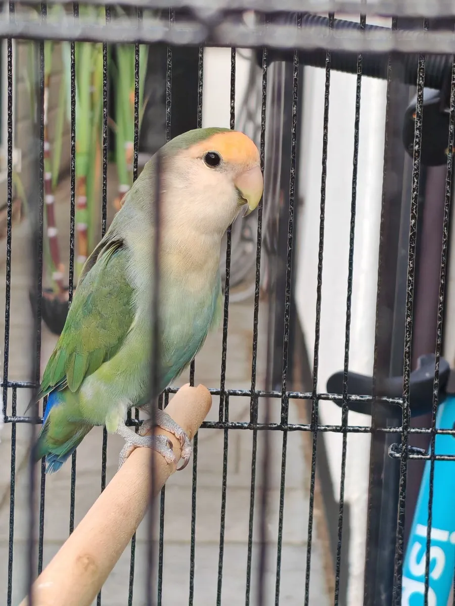Lovebird - Image 1