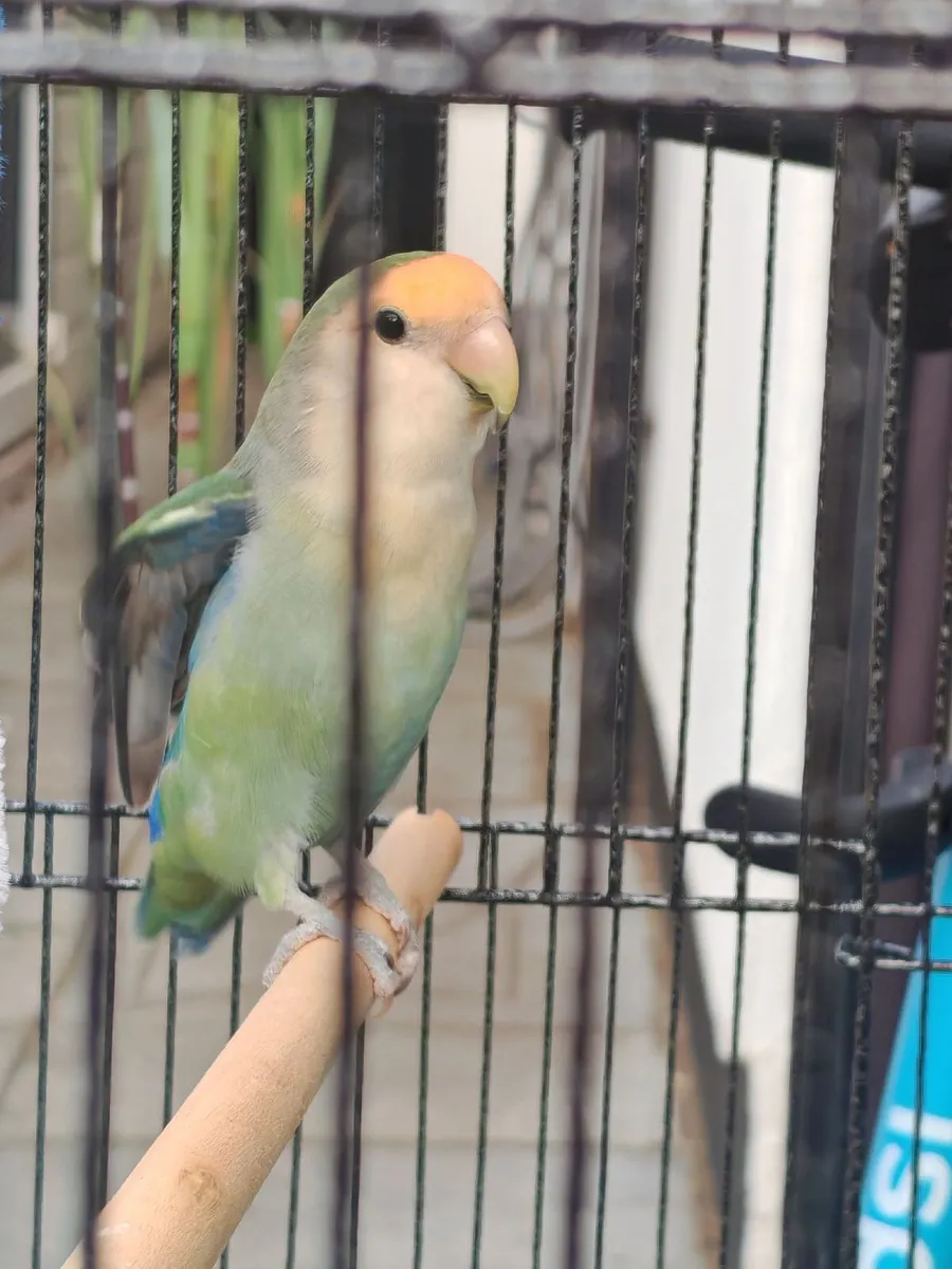 Lovebird - Image 4