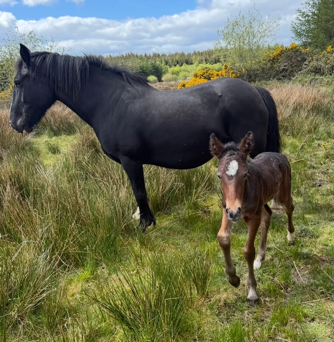 Cob Broodmare and Filly Foal - Image 2