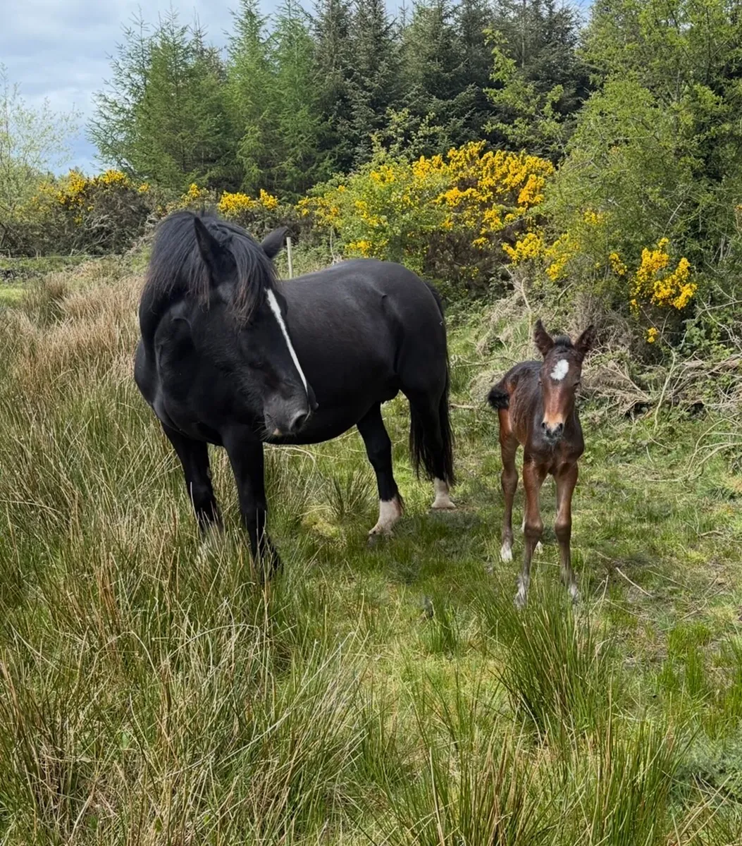 Cob Broodmare and Filly Foal - Image 1