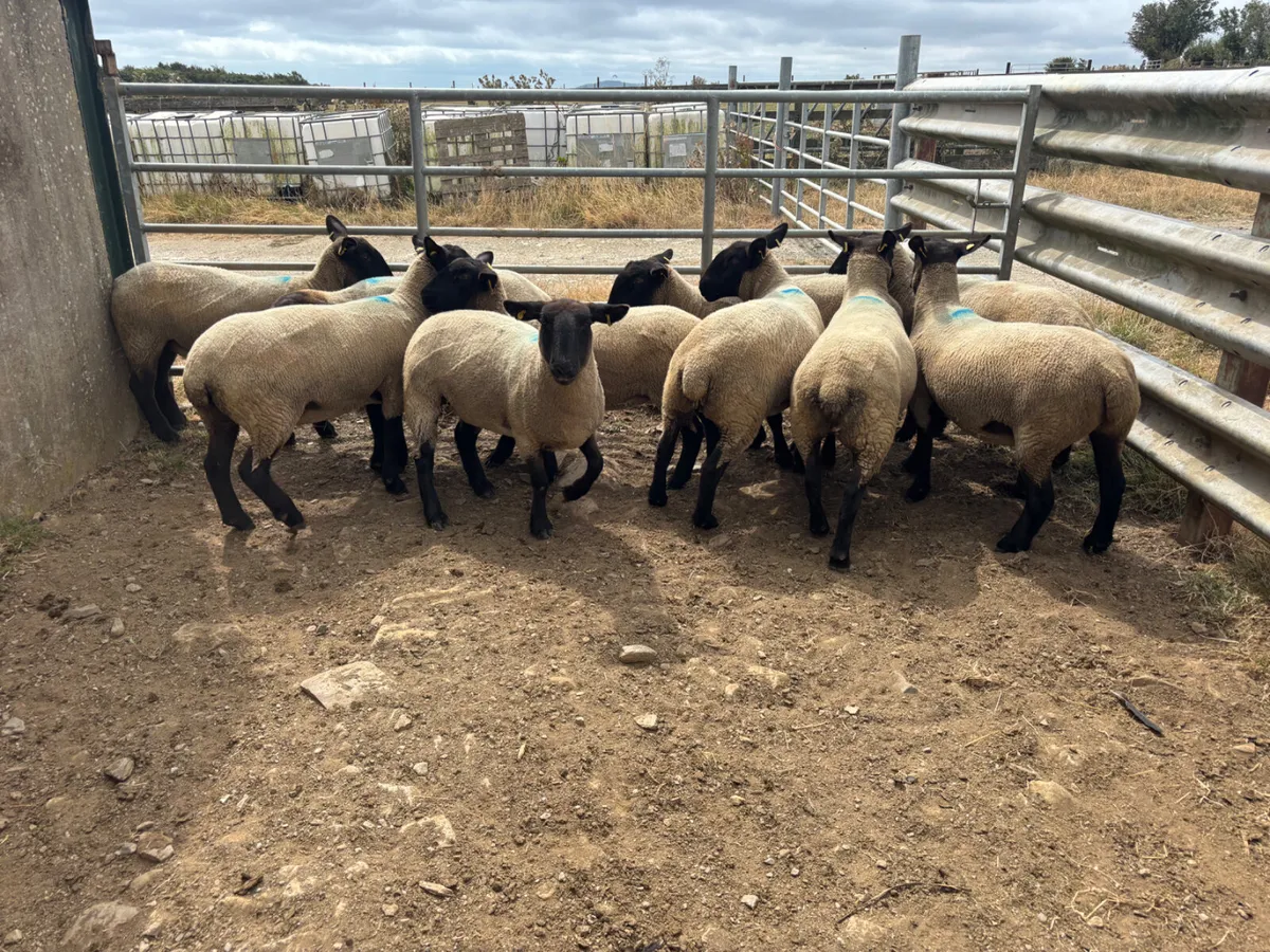 Sheep - Image 4