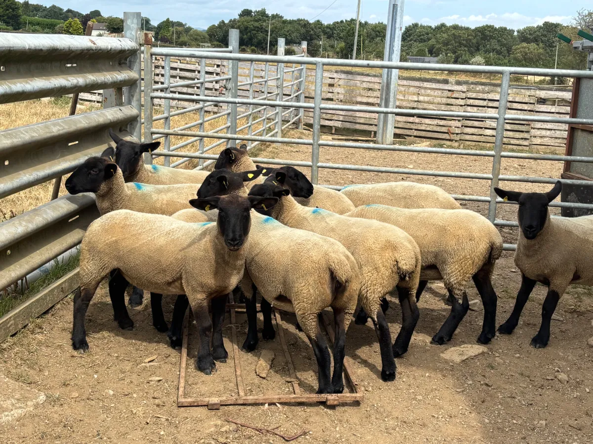 Sheep - Image 3