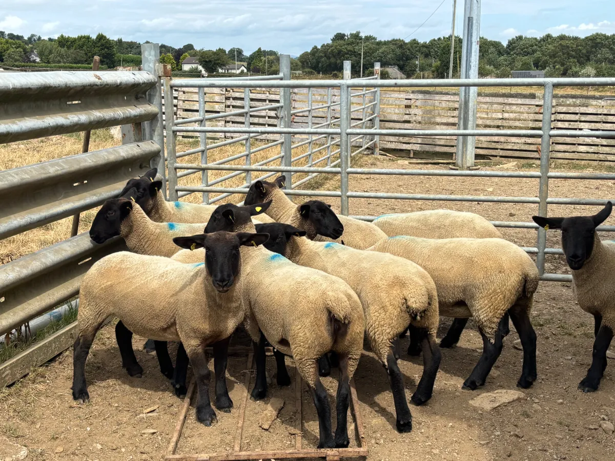 Sheep - Image 2