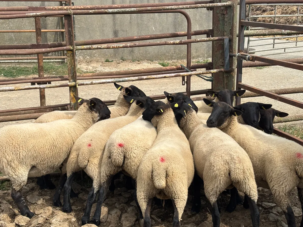 Sheep - Image 4