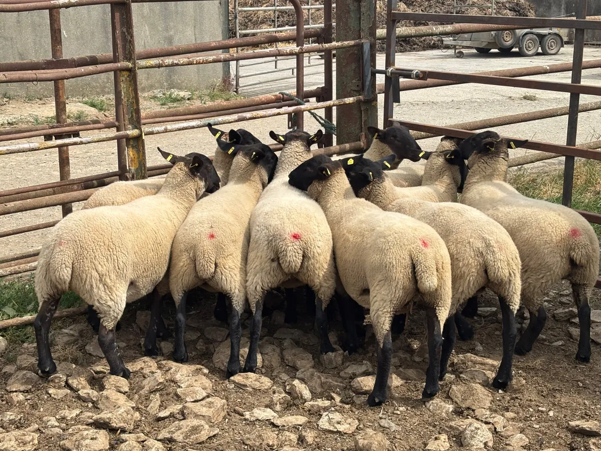 Sheep - Image 3