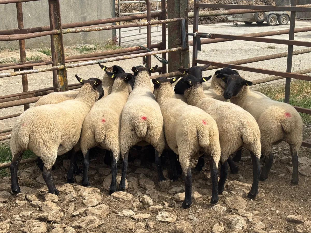 Sheep - Image 2