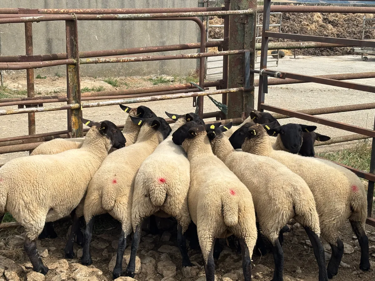 Sheep - Image 1