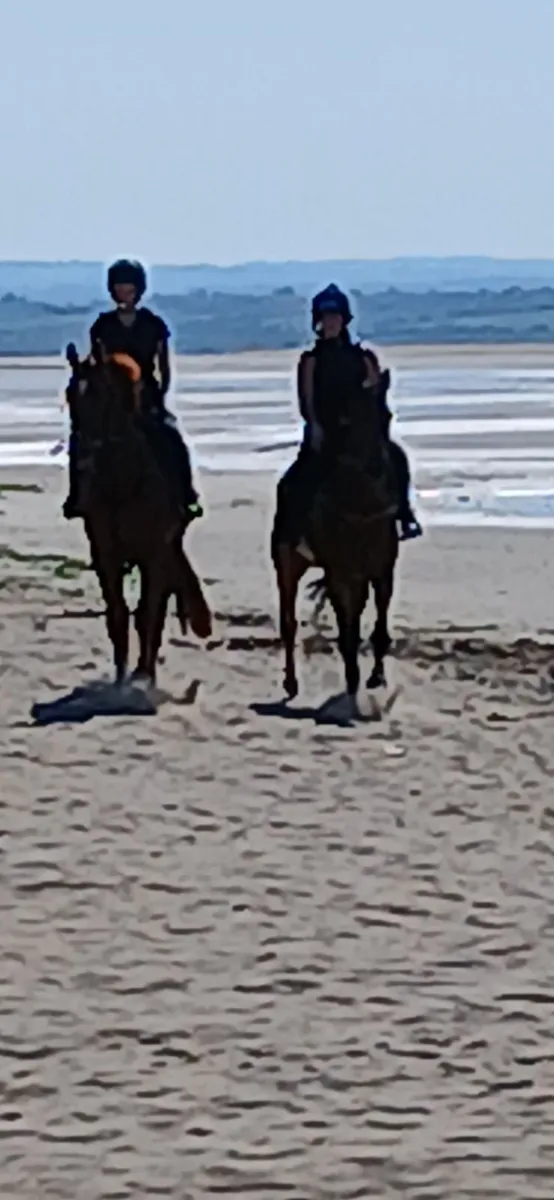 Equine - Image 3
