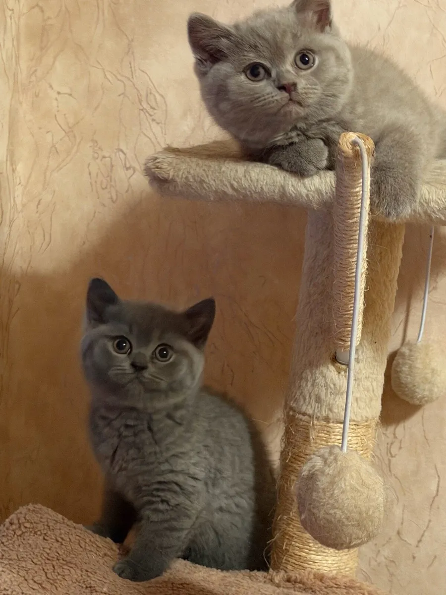 British  blue shorthair kitten - Image 4