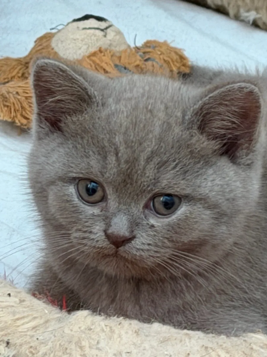 British  blue shorthair kitten - Image 1