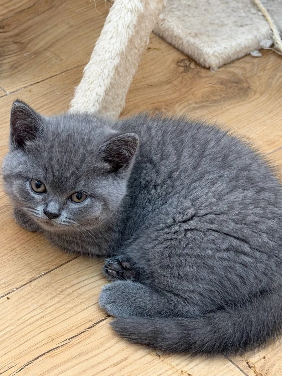 British  blue shorthair kitten - Image 2