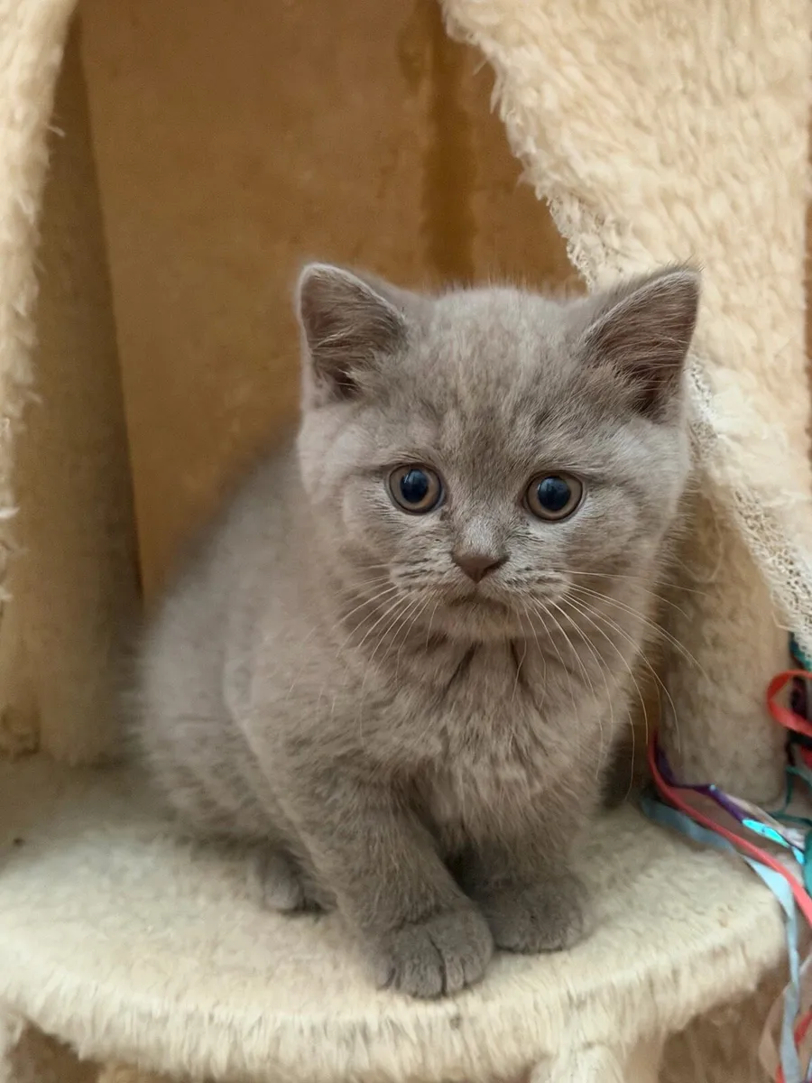 British  blue shorthair kitten - Image 3