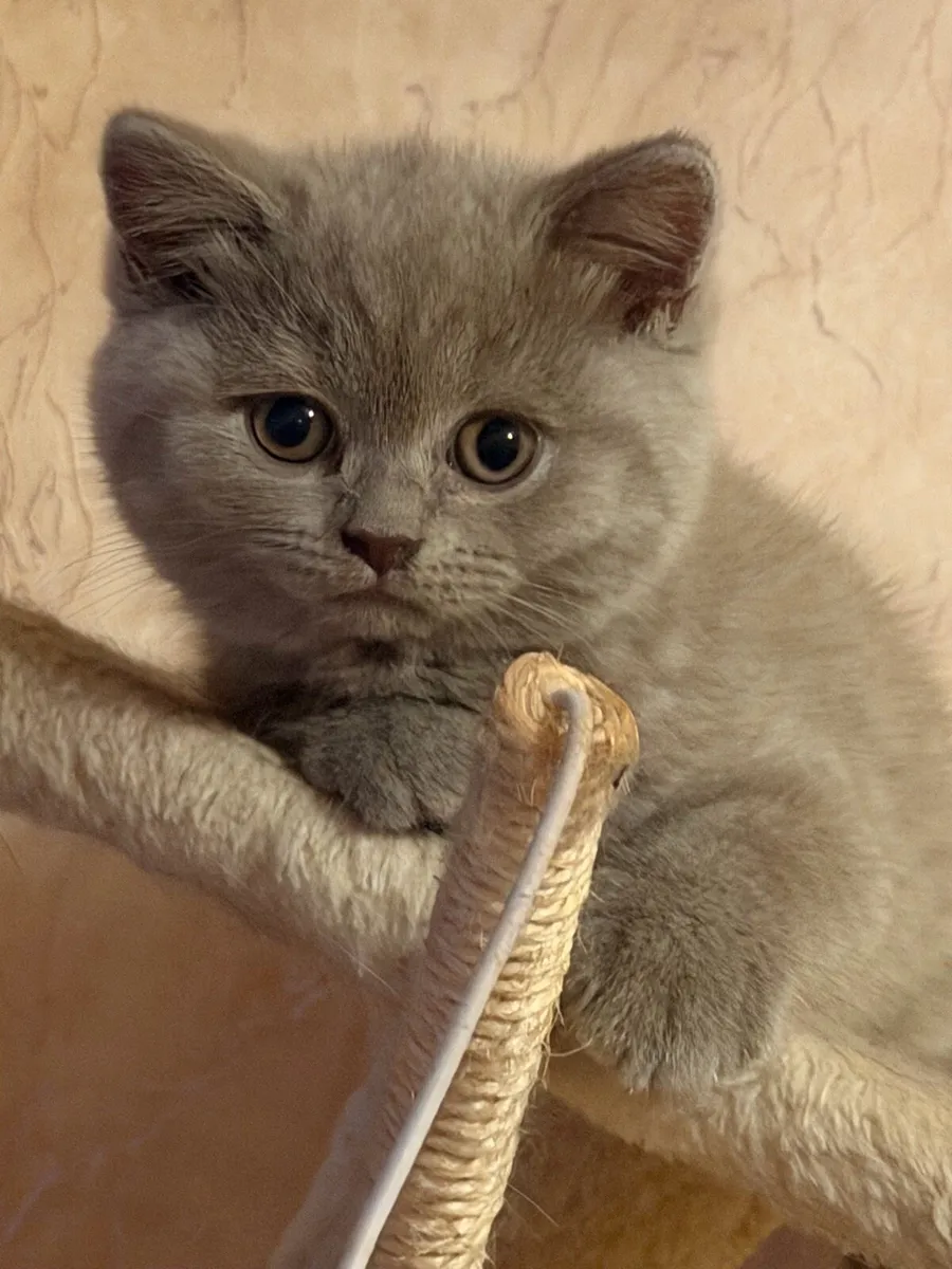British  blue shorthair kitten - Image 4