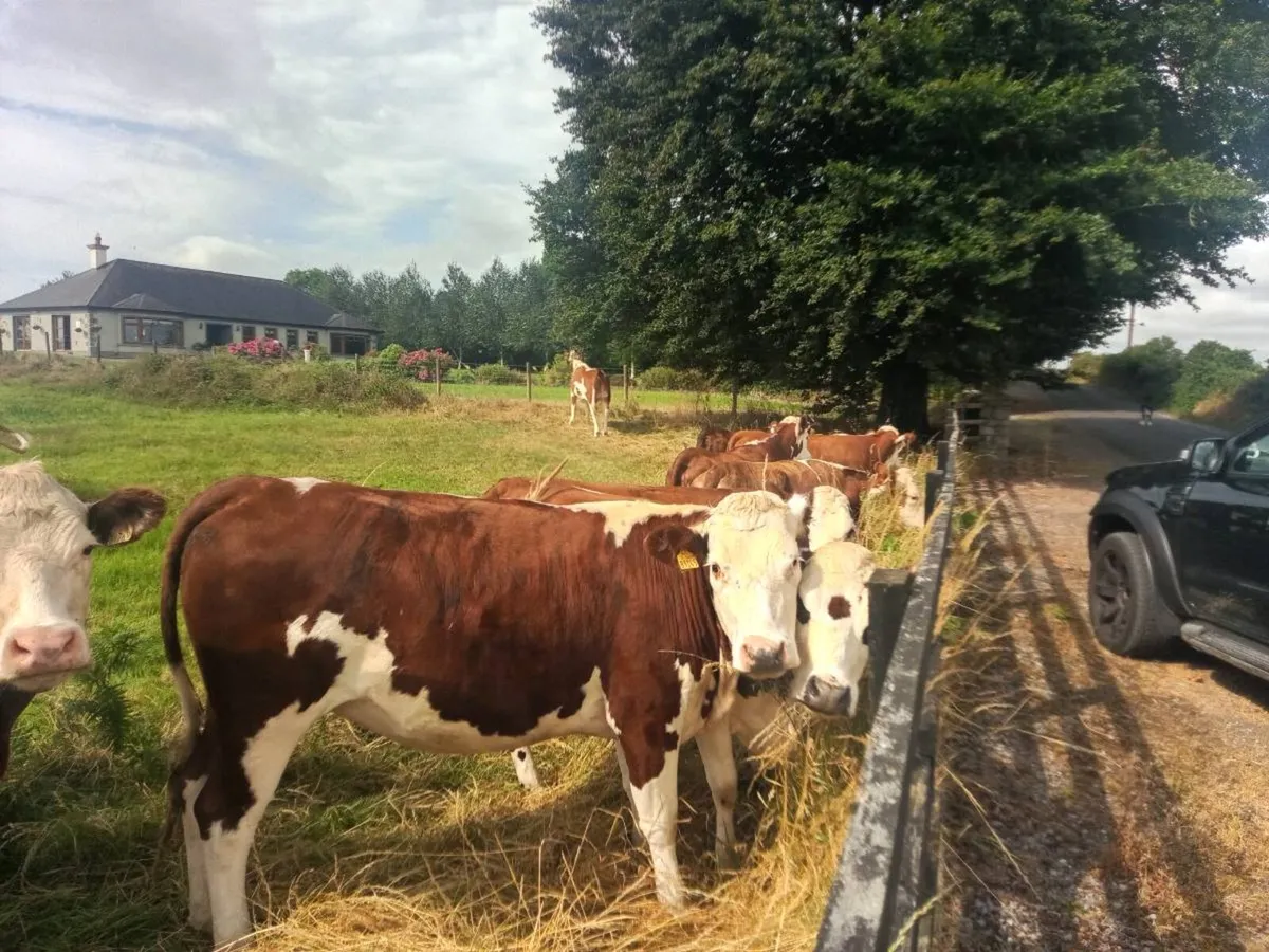 Super cow makers - Image 1