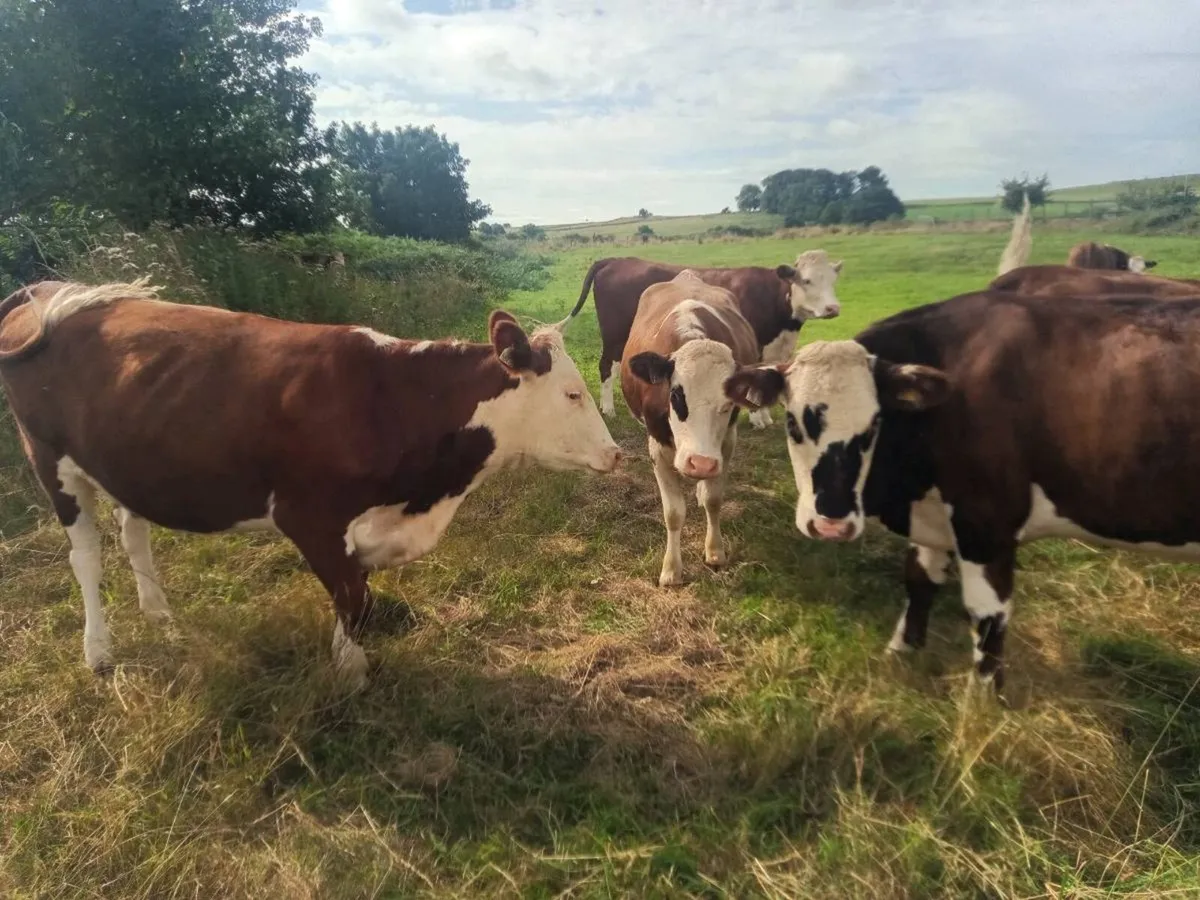 Super cow makers - Image 2