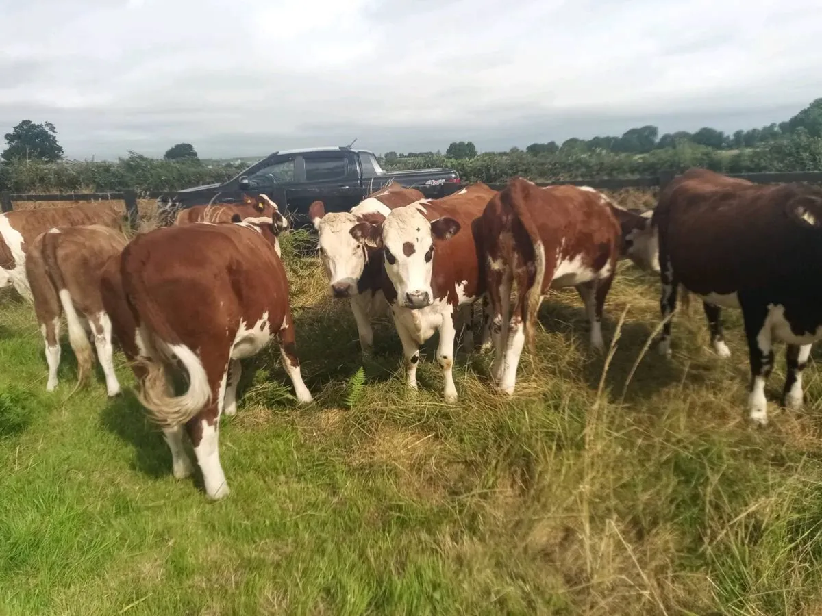 Super cow makers - Image 3