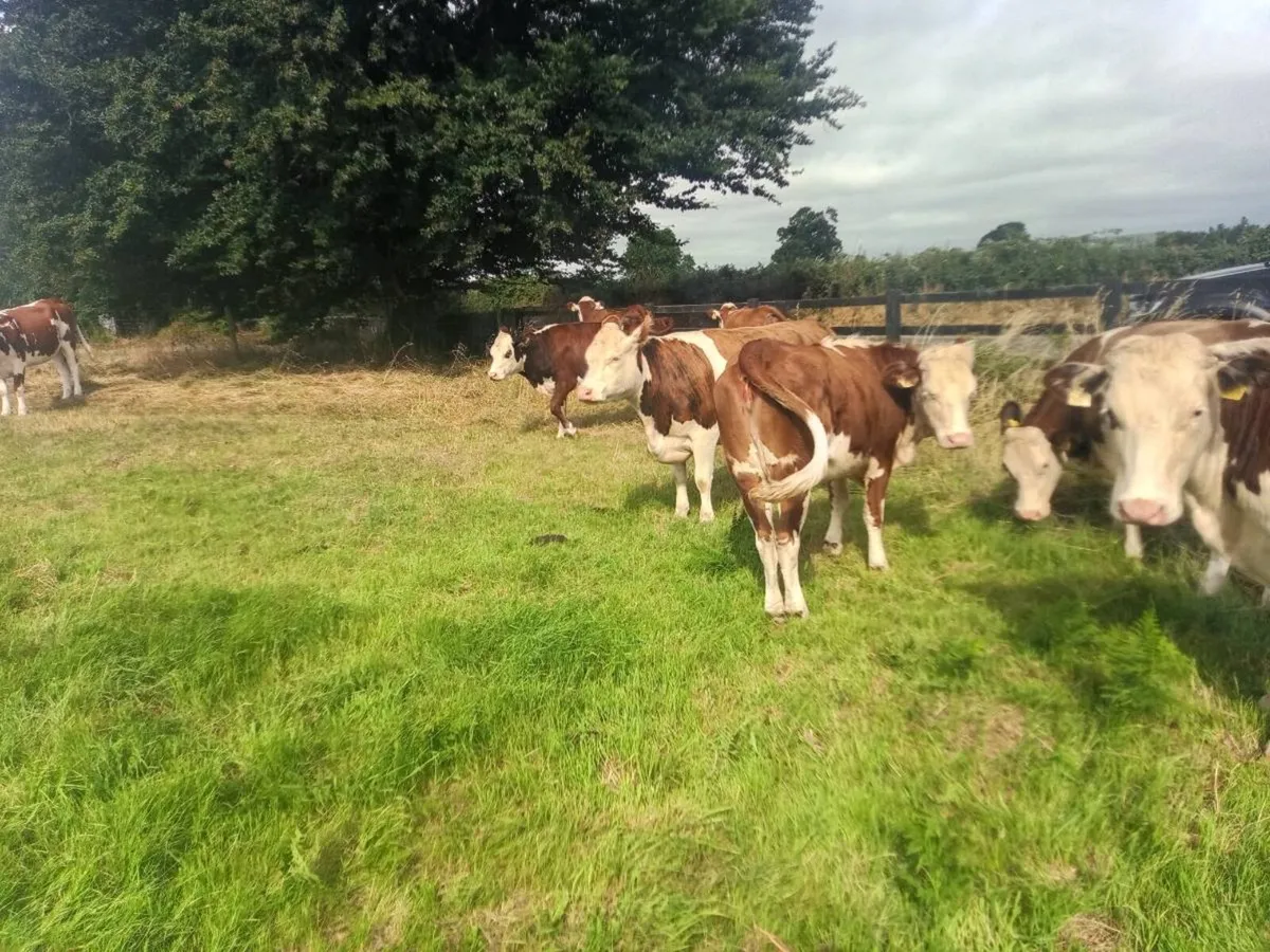 Super cow makers - Image 4