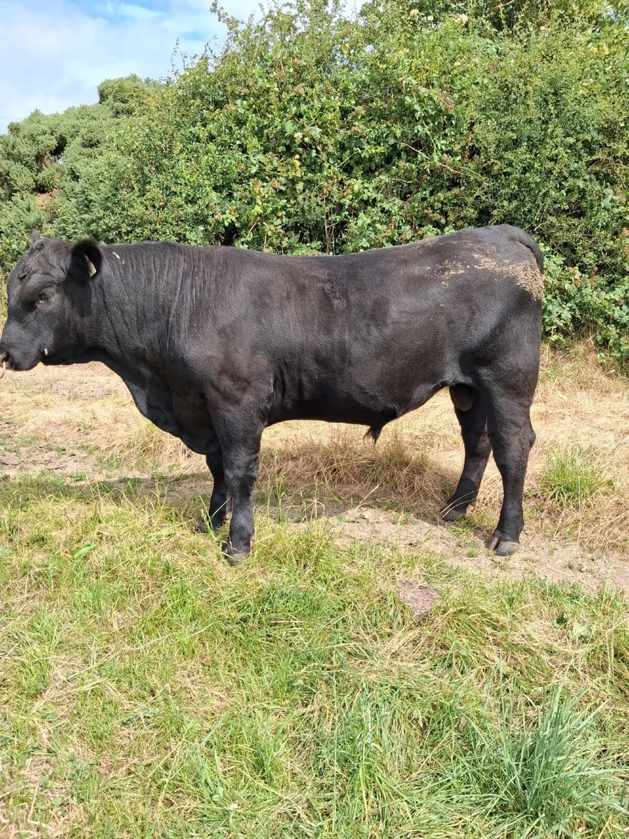 AA bull - Image 1